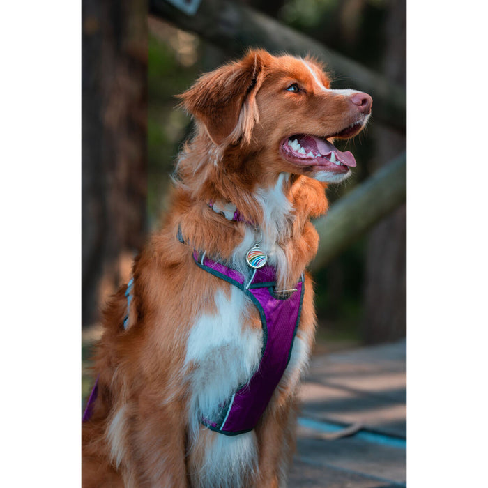 Dog Harness By Red Dingo Dingo Purple Xs