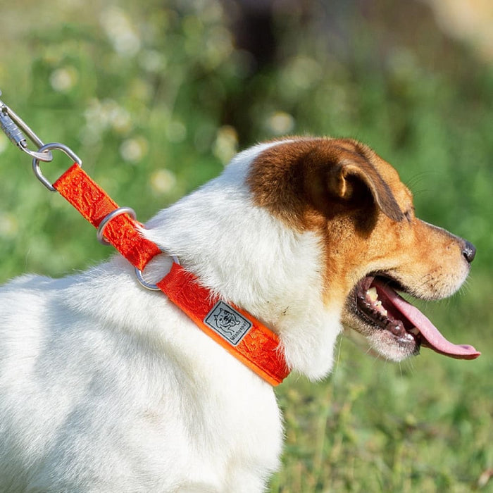 P-chain Nylon Pet Collar