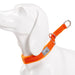 P-chain Nylon Pet Collar