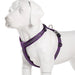 Chest Strap Harness For Dogs