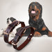 Classic Leather Design Adjustable Dog Collar