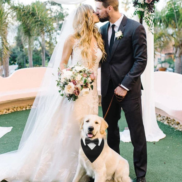 Dog Collar With Bow Tie