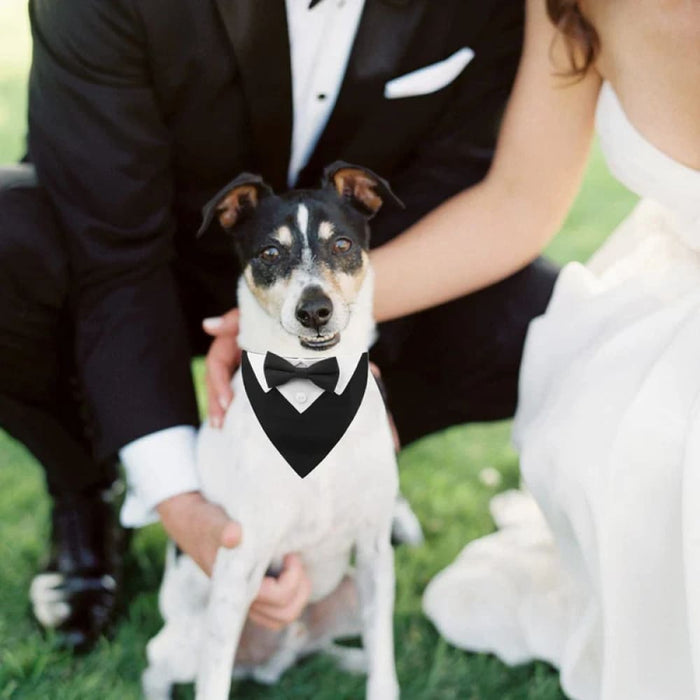 Dog Collar With Bow Tie