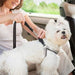 Elastic Buffer Reflective Car Seat Belt Dog Leash