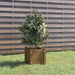 Garden Planter Honey Brown 31x31x31 Cm Solid Pinewood Nobpxn