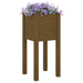 Garden Planter Honey Brown 31x31x70 Cm Solid Pinewood Nobinp