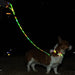 Led Dog Leash Collar Set Waterproof Usb Rechargeable