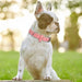 Pu Leather Dog Collar Adjustable Breathable