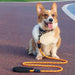 Reflective Nylon Dog Leash For All Sizes