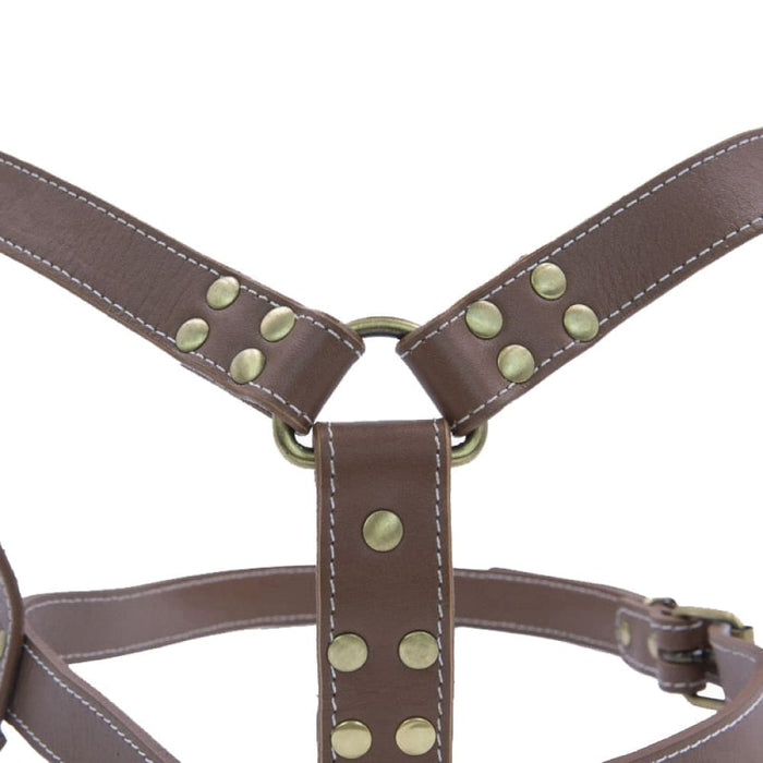 Sled Dog Leather Harness