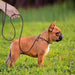 Strong & Comfortable Leather Dog Leash