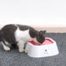 Vibe Geeks Floating Bowl Pet Slow Drinking Fountain Water