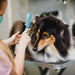 2 In 1 Comfortable Handle Dog Grooming Comb For Detangling