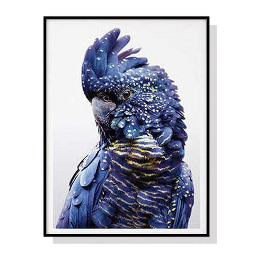 50cmx70cm Black Cockatoo a Frame Canvas Wall Art