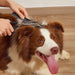 Durable Ergonomic Easy To Clean Pet Clippers Thinning