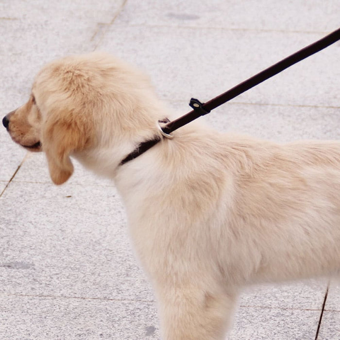 Genuine Leather p Chain Collar Leash