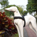 Reflective Soft Mesh Padded Harness With o Ring